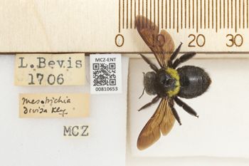 Media type: image;   Entomology 810653 Aspect: labels